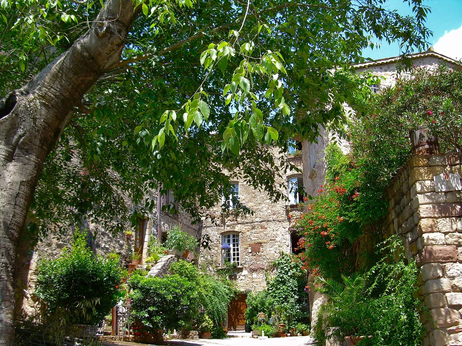La place du Micocoulier dans le vieux village des Arcs-sur-Argens, son grand arbre et ses maisons en pierre fleuries